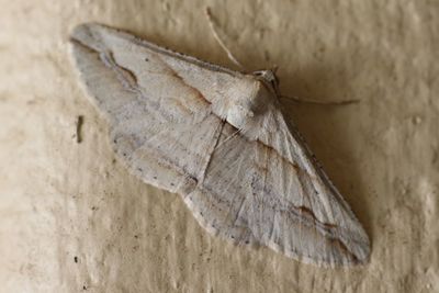 Close-up of butterfly