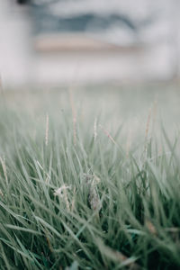 Close-up of crops growing on field
