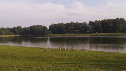 Swans swimming in lake against sky