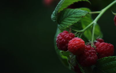 Close-up of strawberry growing on plant