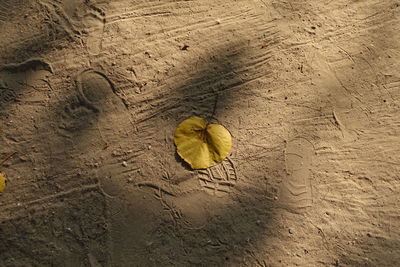 High angle view of yellow leaf on sand