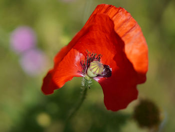 Close-up of red poppy flower