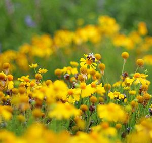 Close-up of flower blooming in field