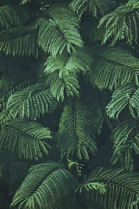 High angle view of fern leaves