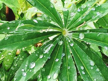 Close-up of leaves