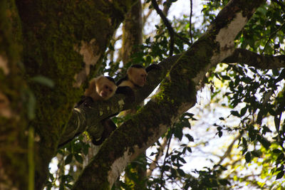 Capuchin monkeys on top of a tree branch in a national park of costa rica