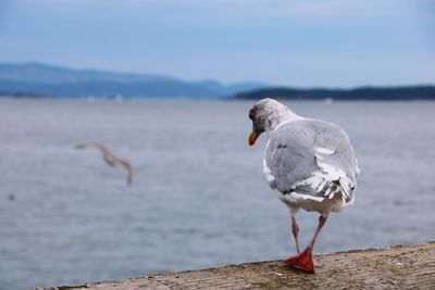 Close-up of seagull perching on beach