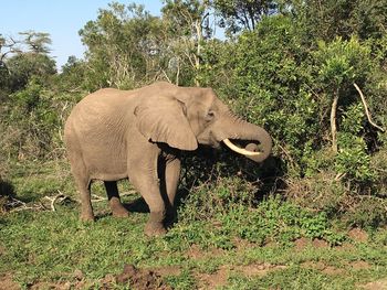 Elephant on field against trees