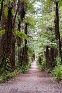 Footpath amidst trees in forest