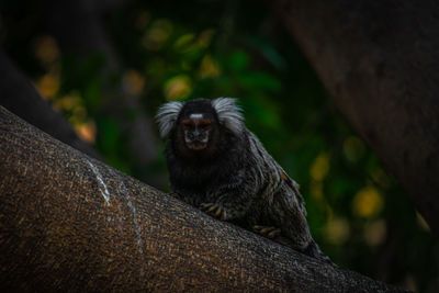 Close-up of monkey