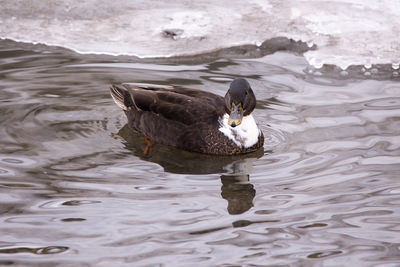 High angle view of a dark duclair duck wading in shallow stream in the maizerets domain