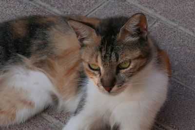 Close-up of cat relaxing on floor