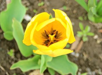 Close-up of bee pollinating flower