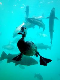 Underwater shot of duck swimming in sea