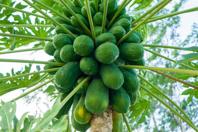 Low angle view of local cultivated californian papaya fruits growing on tree