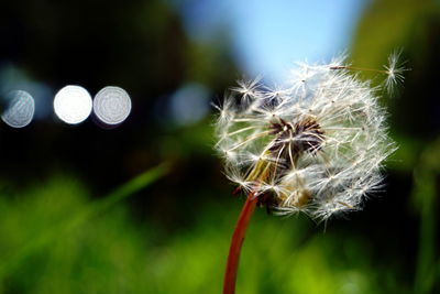 Close-up of dandelion against blurred background