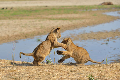 Cubs playing on field