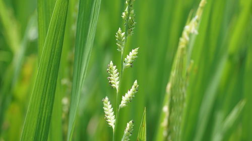 Close-up of wheat growing on field