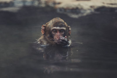 Portrait of a monkey with dog in water