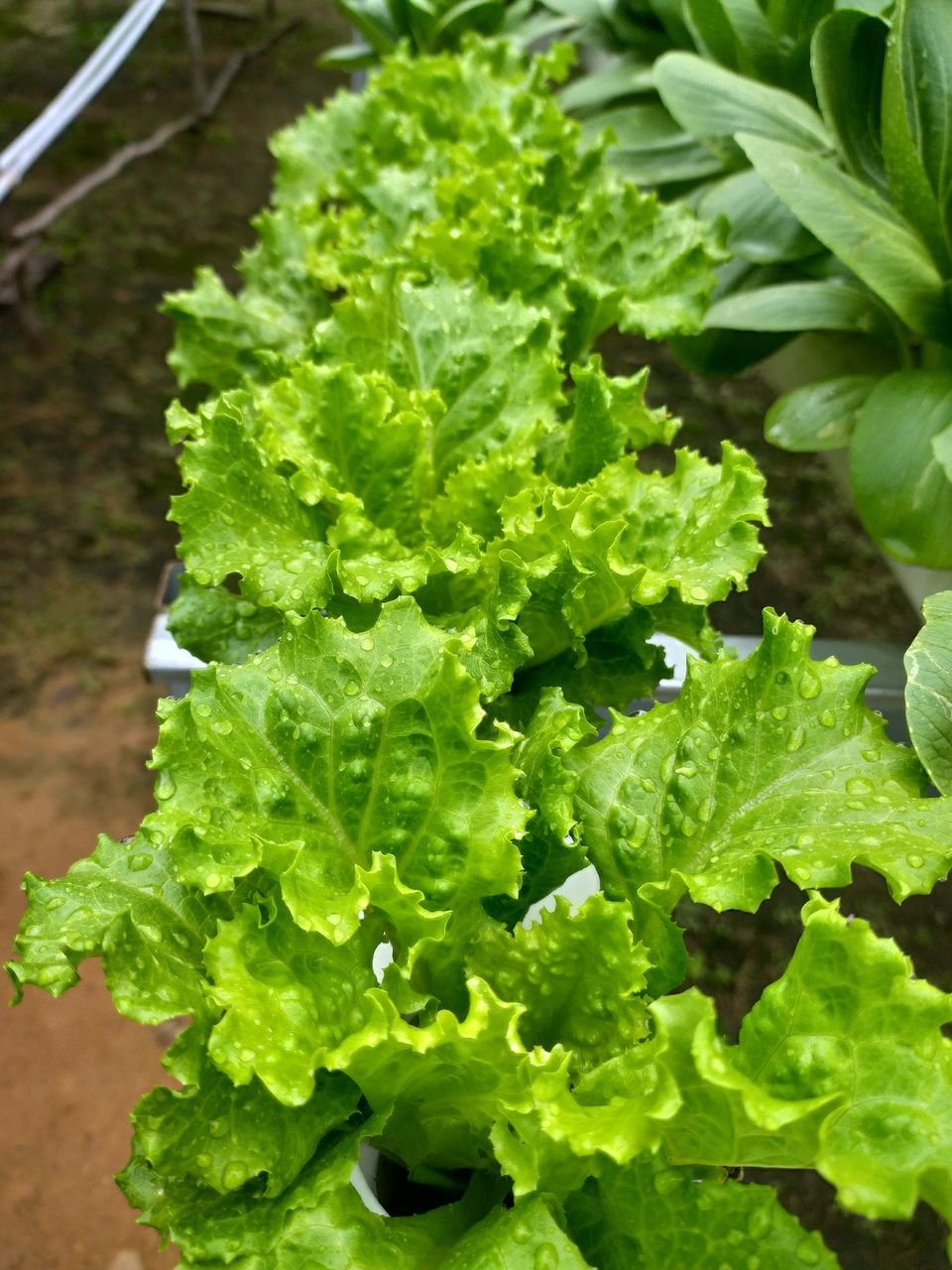 HIGH ANGLE VIEW OF FRESH GREEN LEAVES