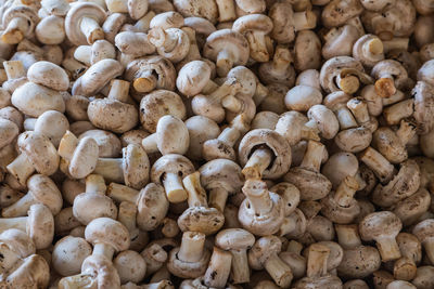 Full frame shot of mushrooms