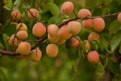 Close-up of fruits growing on tree