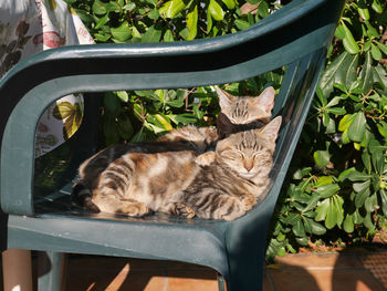 Cat sleeping on chair