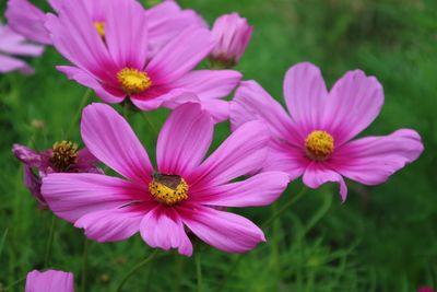 Close-up of pink cosmos flowers