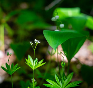 Close-up of green plant