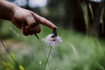 Cropped child's hand touching a butterfly on a flower. peaceful nature moment.