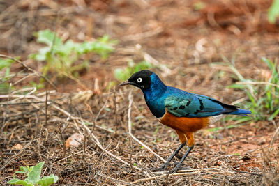 Close-up of a bird perching on a field