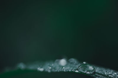 Close-up of water drops on plant against black background