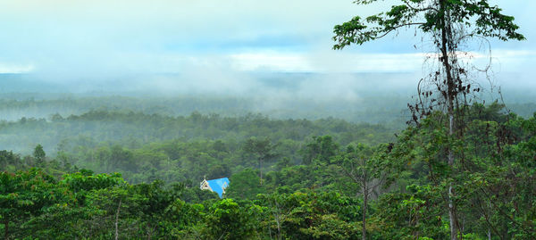 Trees on landscape against sky