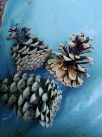 High angle view of pine cone on table