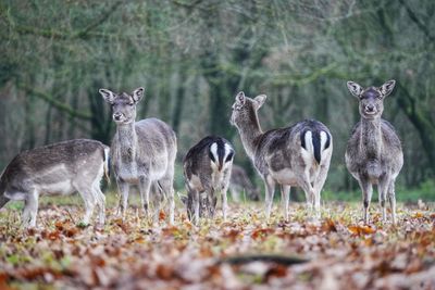 Group of deers standing 