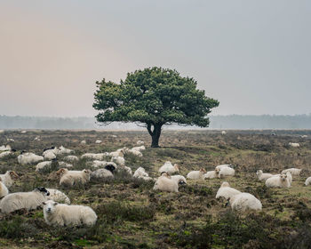 Sheep grazing on beach against clear sky