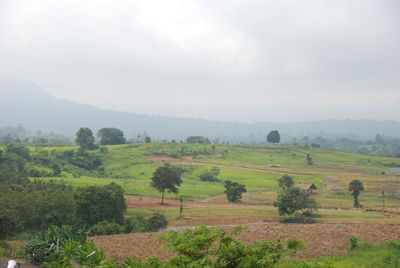 Scenic view of agricultural field against sky