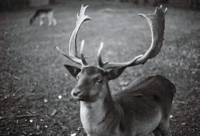 Portrait of deer standing outdoors