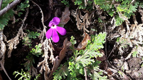 Close-up of crocus on tree trunk