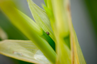 Close-up of insect on plant