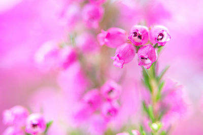 Close-up of pink flowering plant