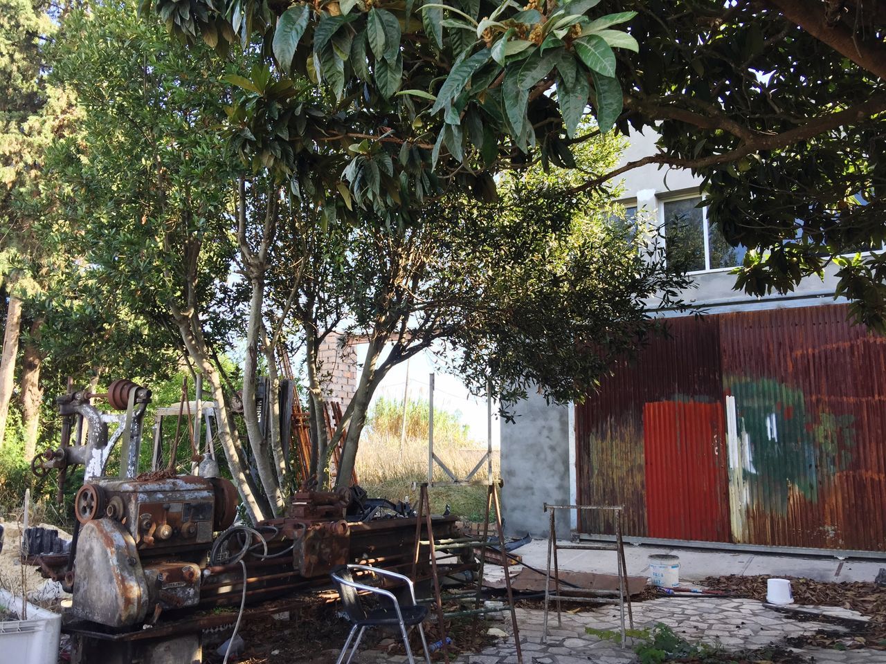 TREES AND PLANTS GROWING OUTSIDE BUILDING