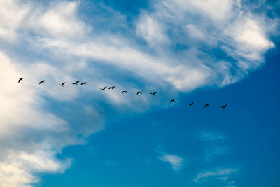 Low angle view of birds flying in sky