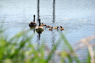 Ducks swimming on lake