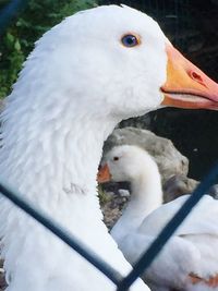 Close-up of swan swimming in water