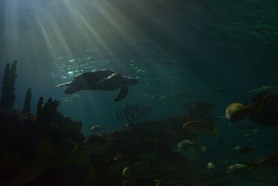 Jellyfish in sea