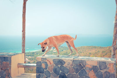 Dog standing in sea against clear sky