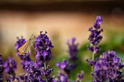 Close-up of insect on purple flowers