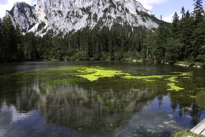 Scenic view of lake in forest