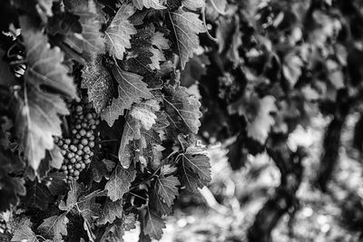 Close-up of fruit growing on tree